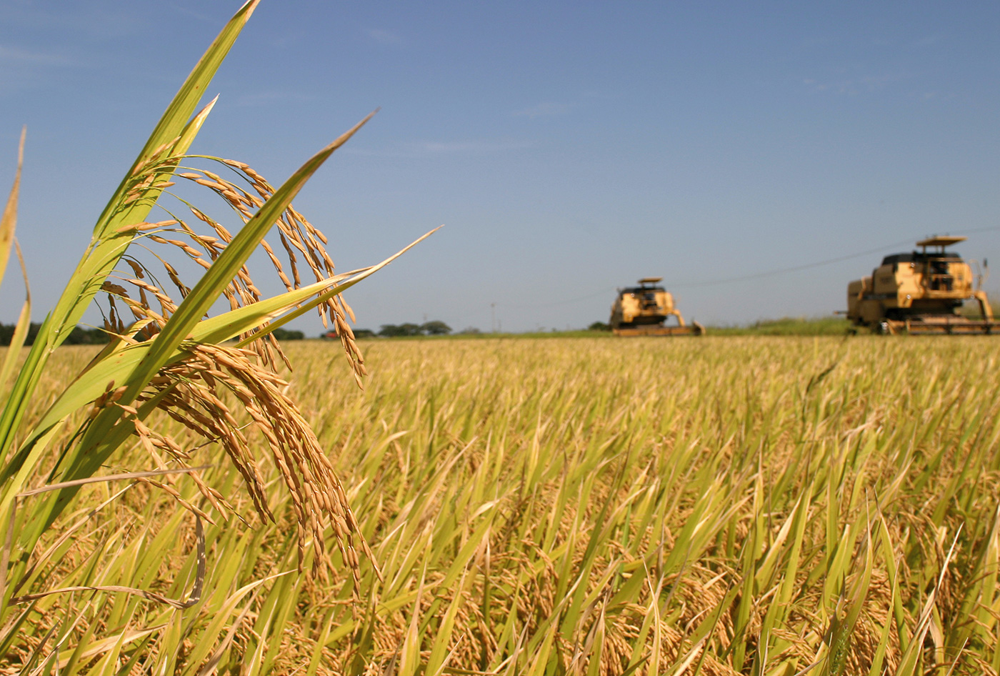 Arroz Do Litoral Ga Cho A Primeira Denomina O De Origem Do Brasil A