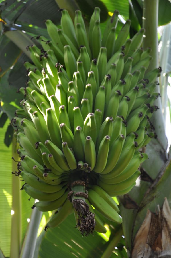 Bananeira Resistente A Lavoura