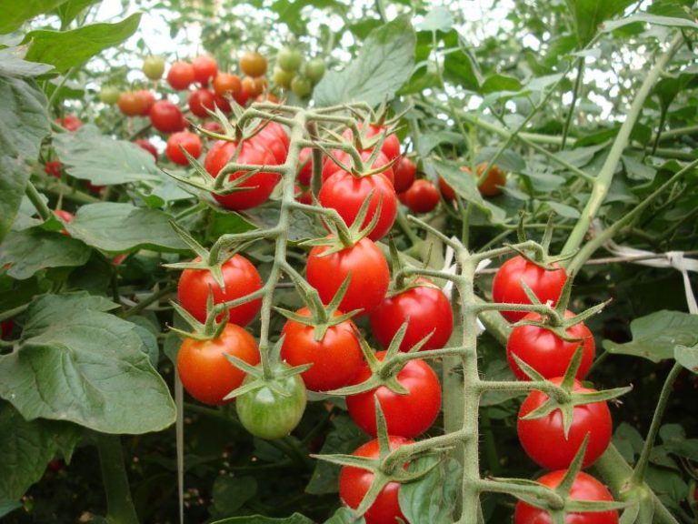 Iracema Nova Cultivar De Tomate Tipo Cereja A Lavoura