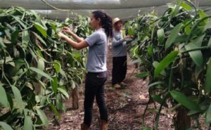 Cultivo De Baunilha Se Destaca Em Terra Capixaba A Lavoura