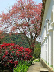 A Suíça cearense conheça a Rota Verde do Café A Lavoura