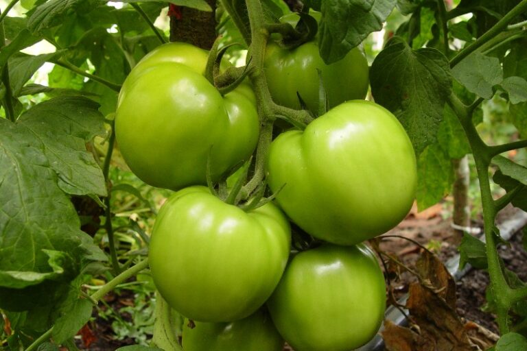 Organico produz fertilizant natural Rockall-Rockall-15-12-2011 (2)