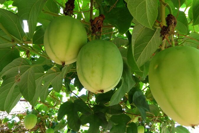 0-Maracuja BRS Perola do Cerrado-Araci Alonso