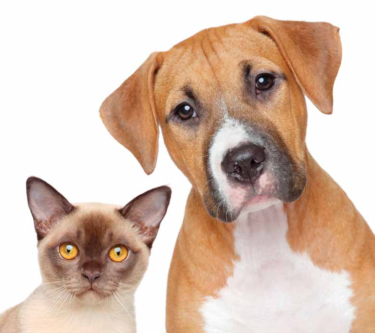 Featured image of post Logo Cachorro E Gato Png 1000 pata cachorro gato png free vectors on ai svg eps or cdr