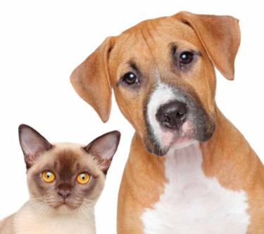 Pesquisa revela os nomes de cães e gatos mais comuns no Brasil em 2020