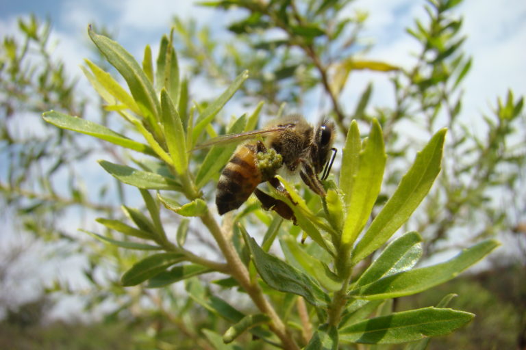 Abelha coletando resina do alecrim do campo, planta tipica do Cerrado_foto divulgacao