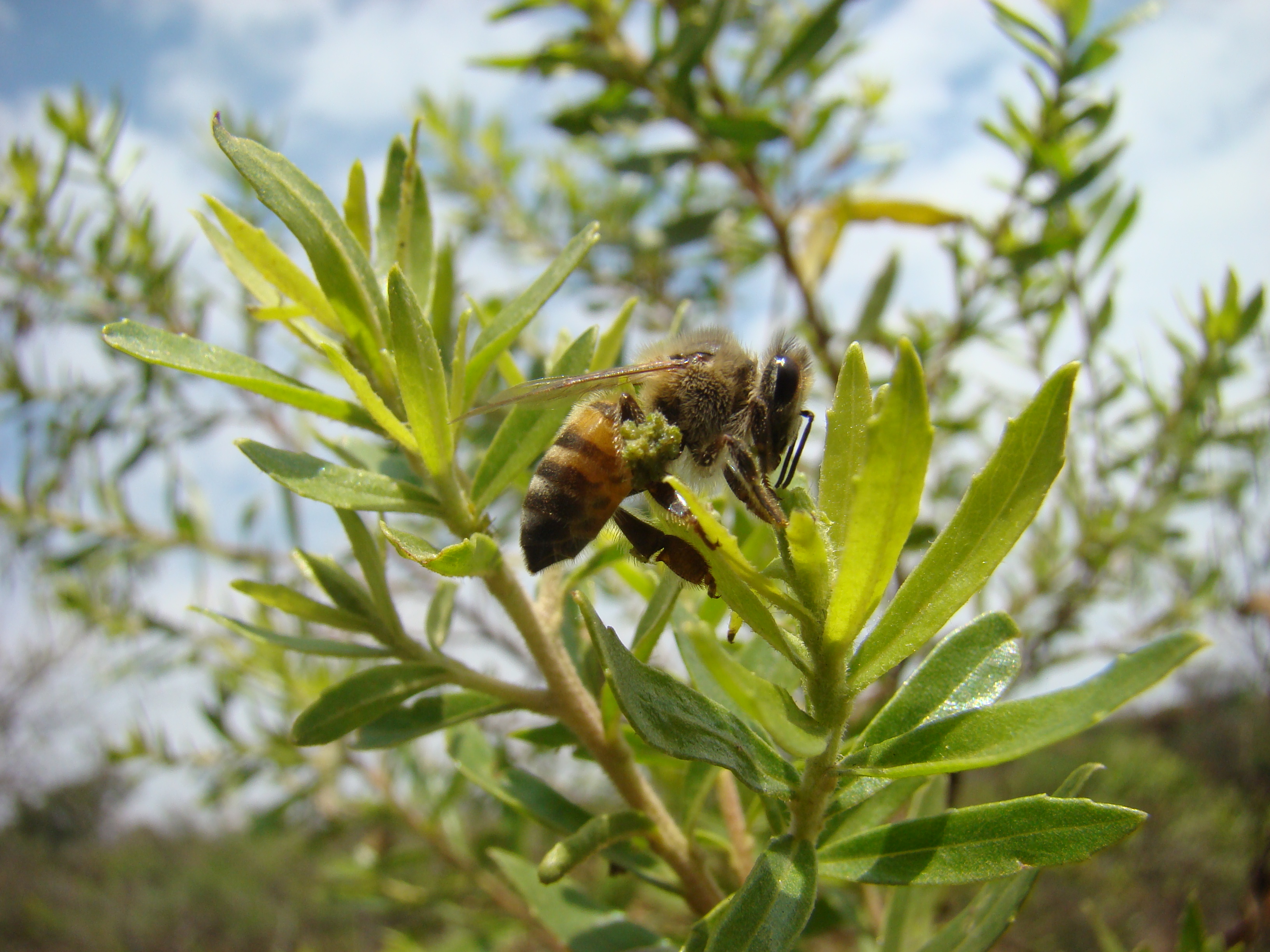 Abelha coletando resina do alecrim do campo, planta tipica do Cerrado_foto divulgacao