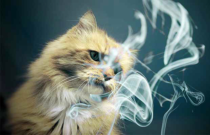 Riscos do fumo passivo para animais de estimação - A Lavoura