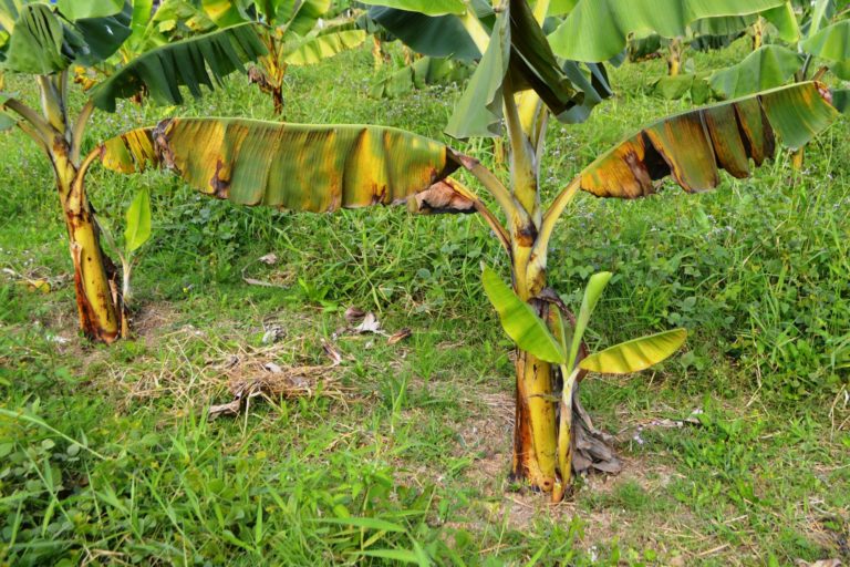 Acaro vermelho em bananeiras foi identificado pela Epagri em SC