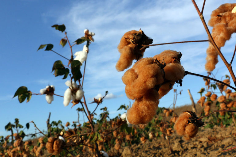 algodao marrom