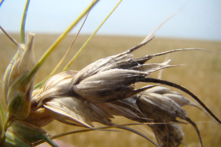 brusone_Flavio_Martins_Santana