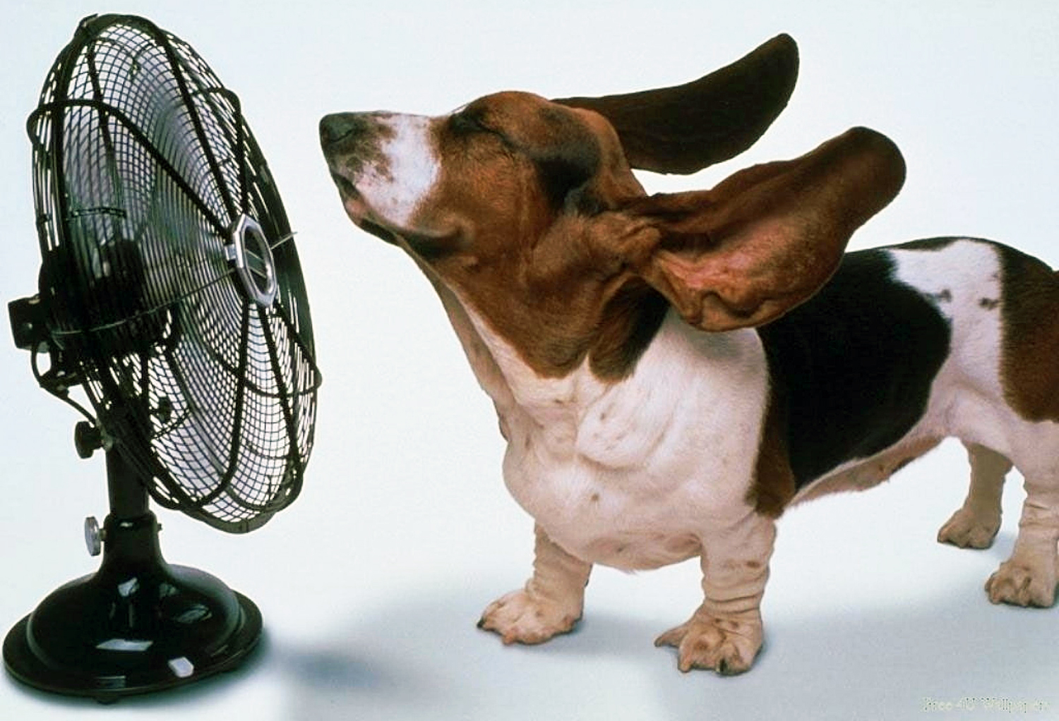 cachorro no verao