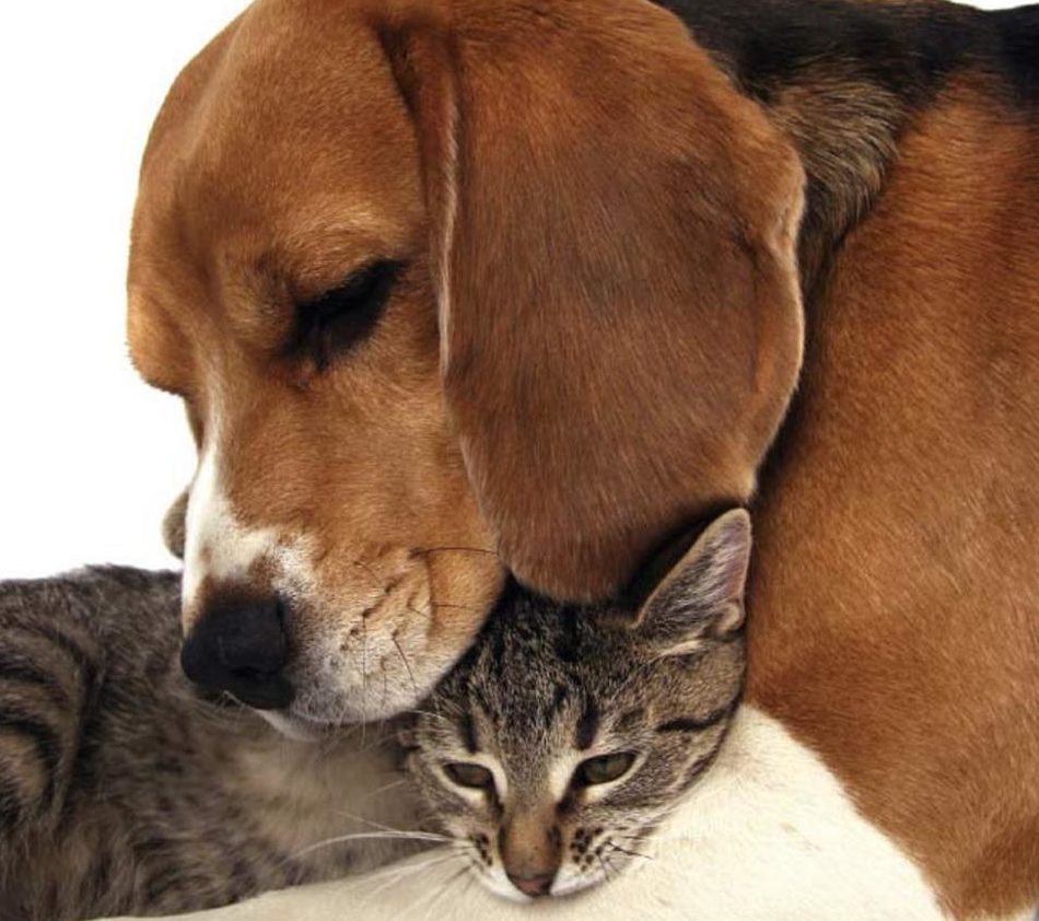 cao e gato com dor