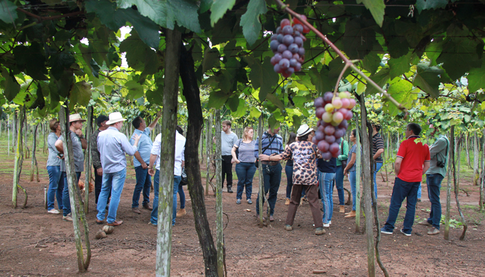 producao de uva em Sinop_MT