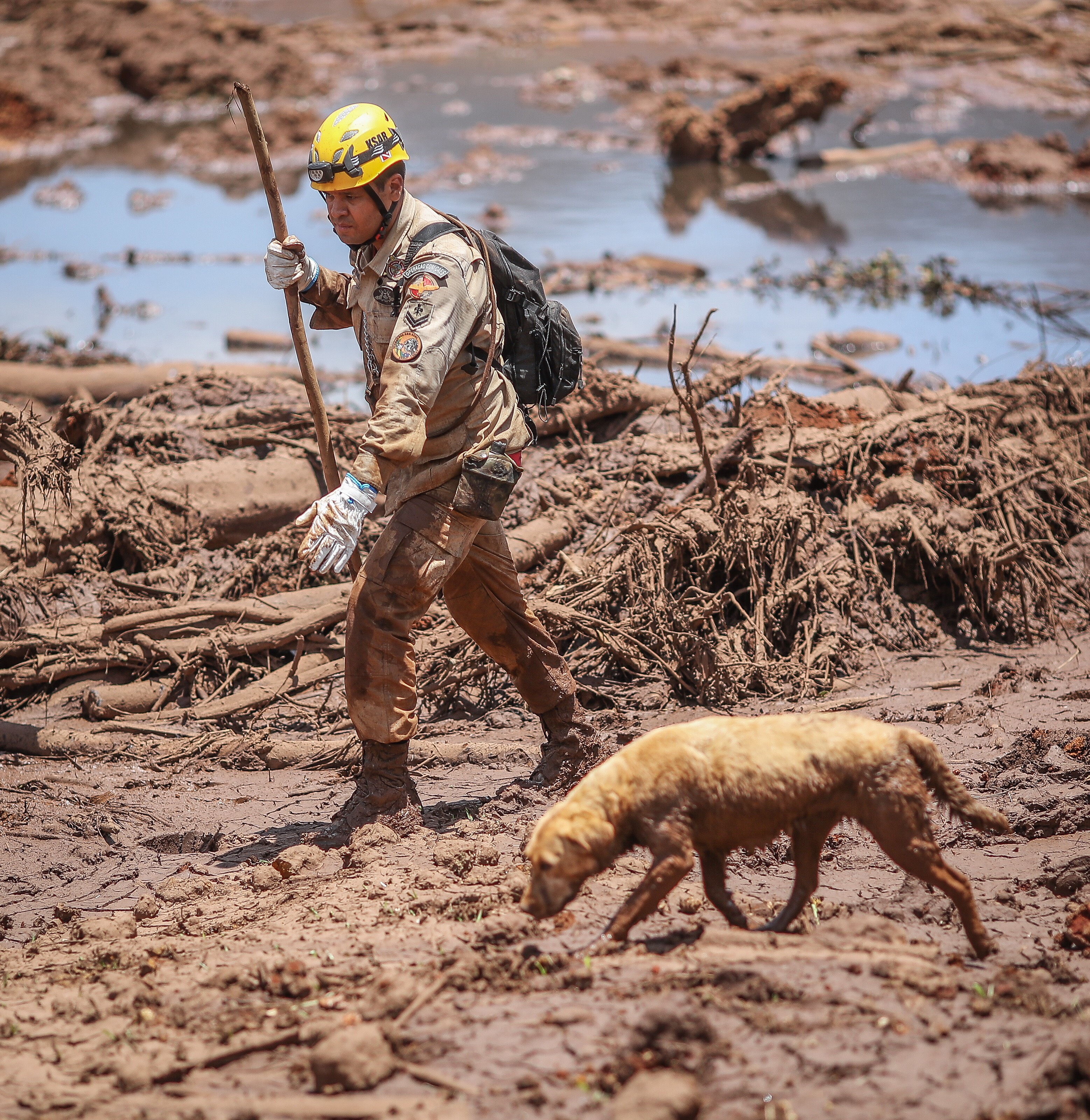 Animais afetados pelo desastre em Brumadinho ganham ensaio de Natal -  Gerais - Estado de Minas