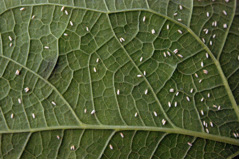 Mosca branca – Sebastiao de Araujo