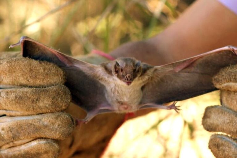 morcegos hematofagos