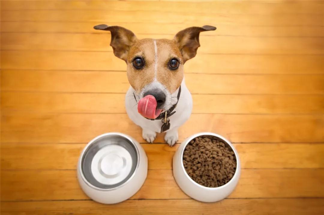 cao comendo racao1