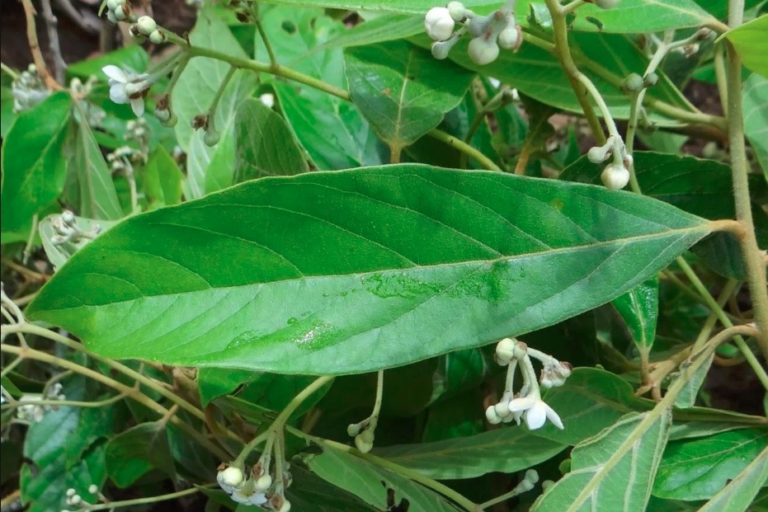 Canela-seca_Foto Divulgacao