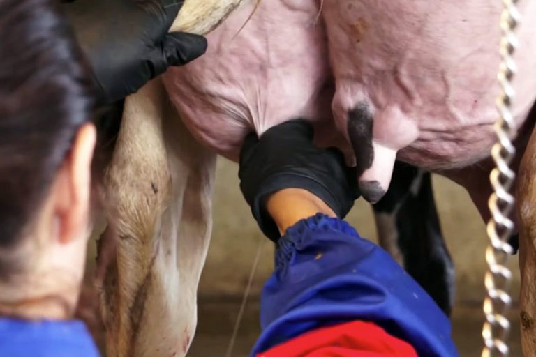 mastite bovina_foto divulgacao