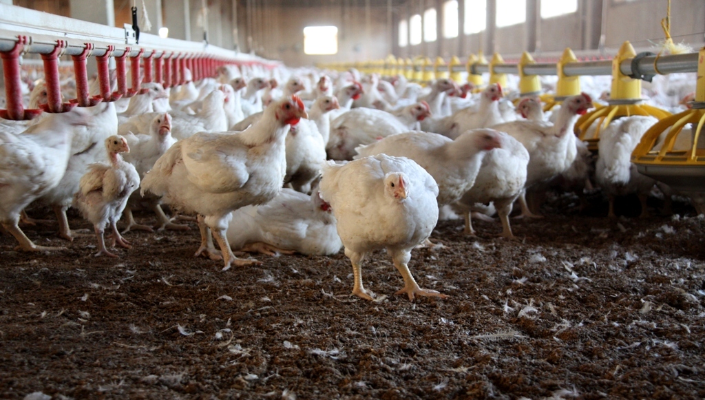 0 -FOTO ABRE -Chicken_Farm_034 – Copia