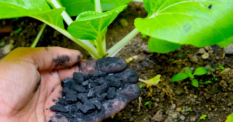 biochar copia