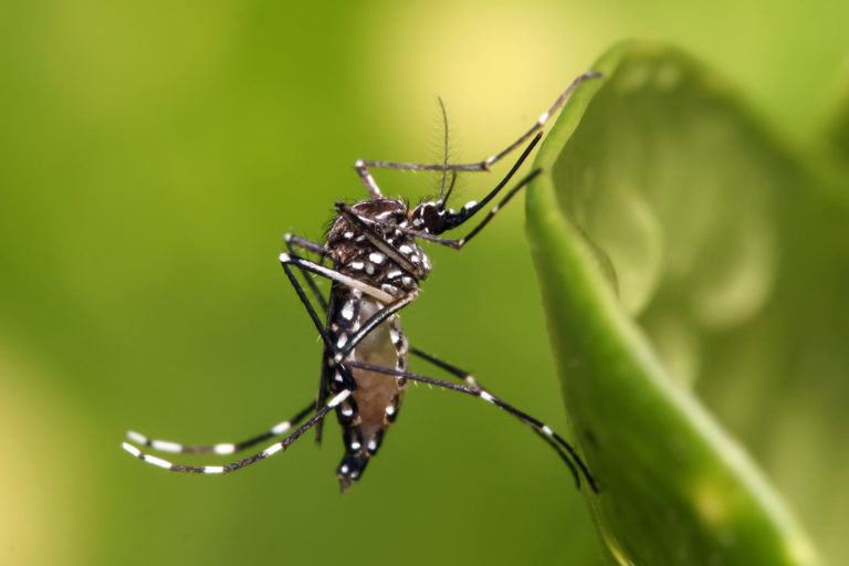mosquito Aedes_aegypti_foto divulgacao