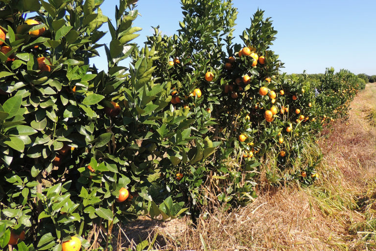 Cultivo de laranja de polpa vermelha precoce_Foto Divulgacao IAC