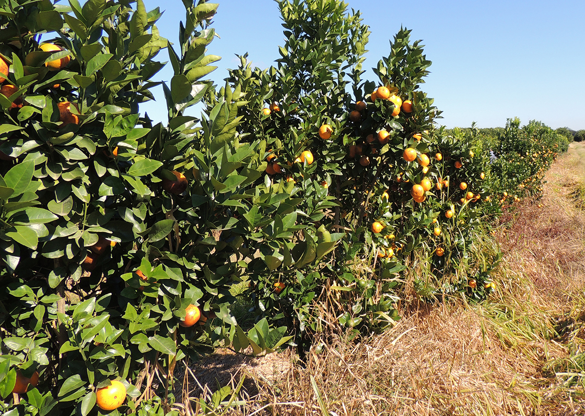 Cultivo de laranja de polpa vermelha precoce_Foto Divulgacao IAC