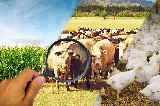 Observatorio da Agropecuaria Brasileira_Foto Montagem A Lavoura