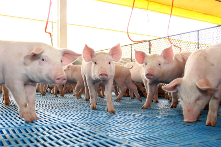 Suinos_foto Divulgacao