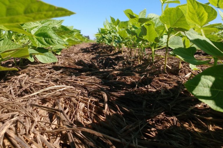 Vazio sanitario do feijao_Foto Divulgacao