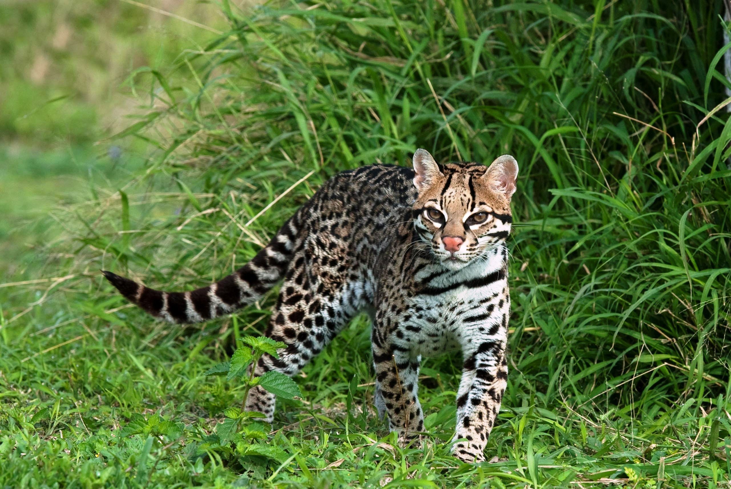 jaguatirica