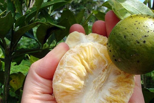 Greening_Foto Divulgacao