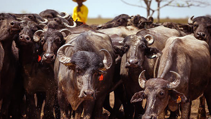 bufalos da fazenda sao victor_foto divulgacao