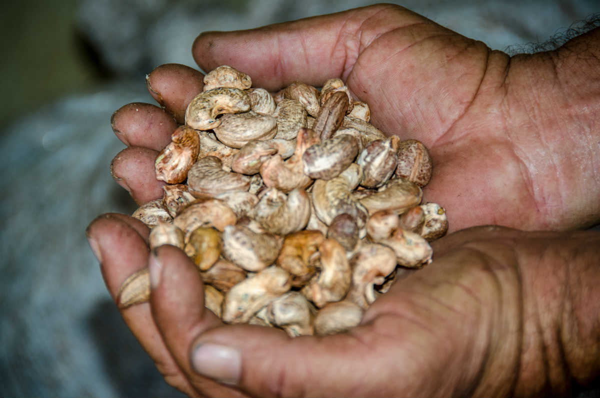 castanha de caju