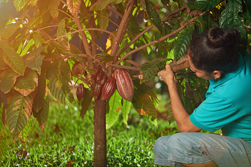 Farmer cut red cacao pod on sun light day plantation