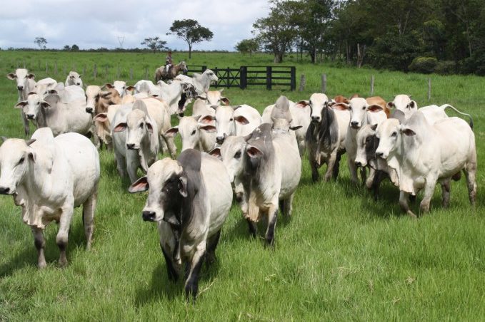rebanho_foto divulgacao