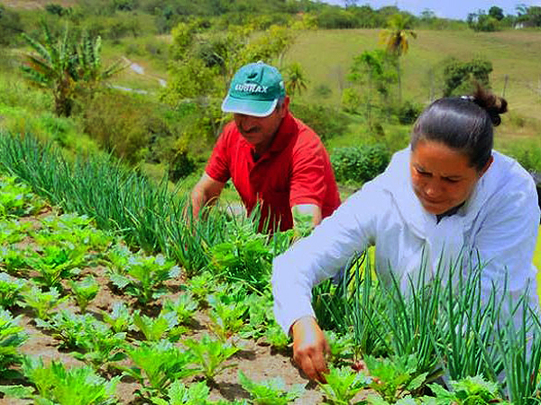 Agricultura familiar no MS_Foto Divulgacao