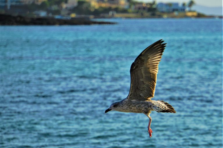 Biodiversidade_Foto Divulgacao Pixabay