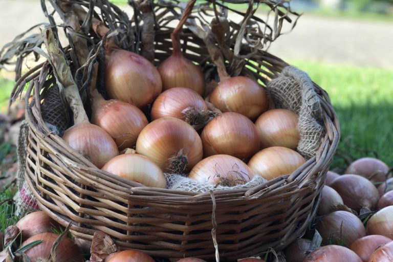 Cebola Robusta plantacao_Foto Divulgacao Epagri2