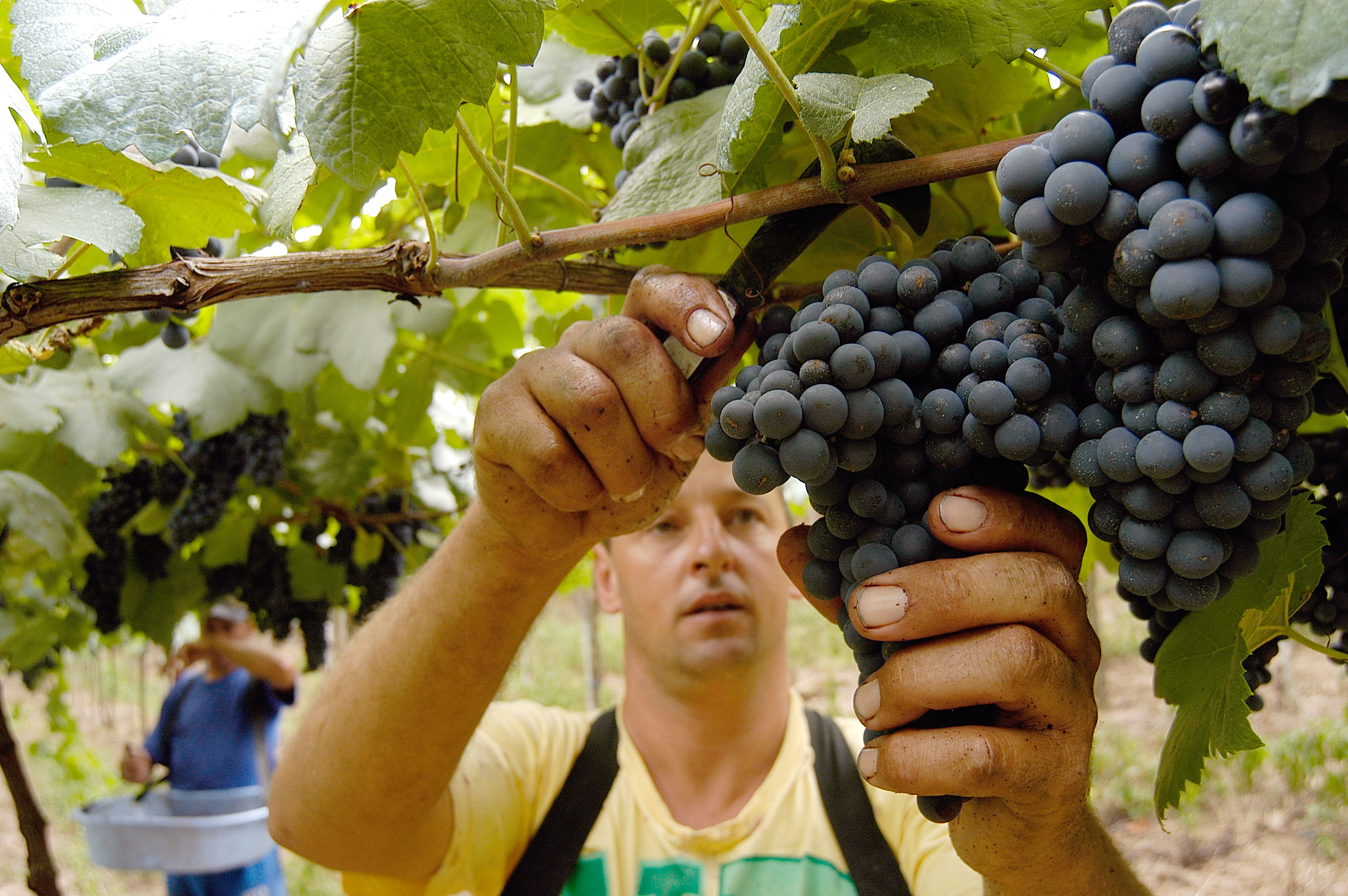 Colheita Merlot-Vale dos Vinhedos-Foto Gilmar Gomes-21-09-2012-Pub 696 2013 (1)