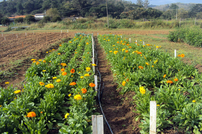 Flores de calendula possuem propriedades antiinflamatorias_Foto Divulgacao Epamig