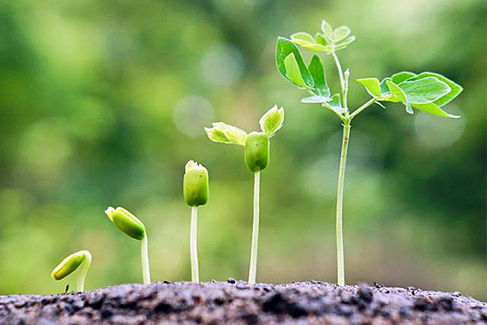 Plantas_Foto Divulgacao Embrapa