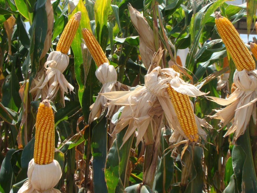 Milho_foto Divulgacao