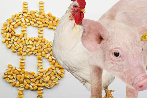 Custos de aves e suinos1