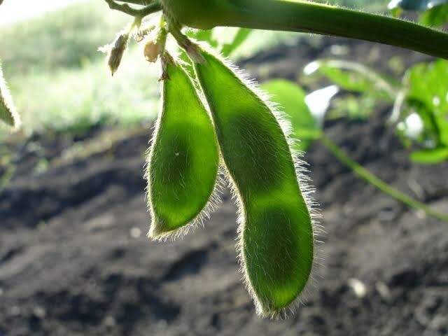 Manejo de granos verdes de soja en la etapa poscosecha - Wiki Agronomia