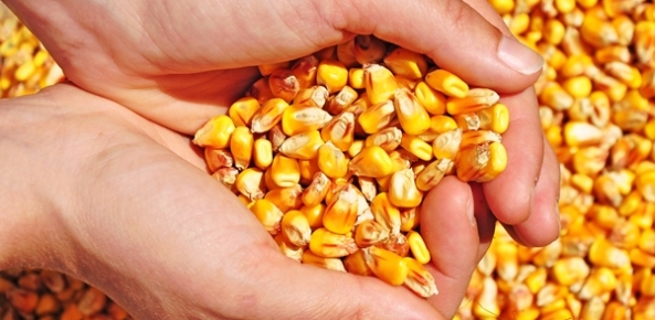 Milho_Foto Divulgacao CNA Brasil