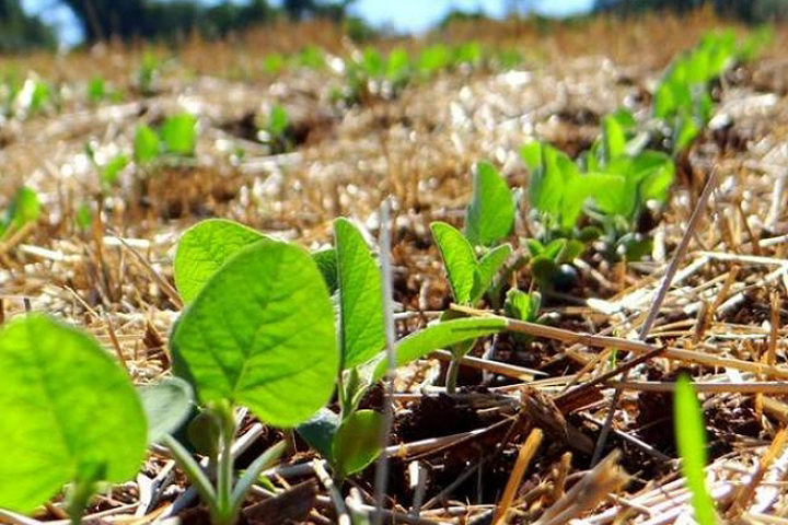 Soja_Foto Divulgacao