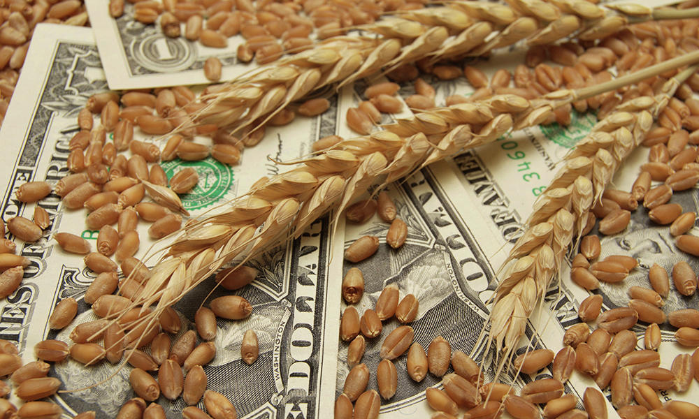 Wheat B19